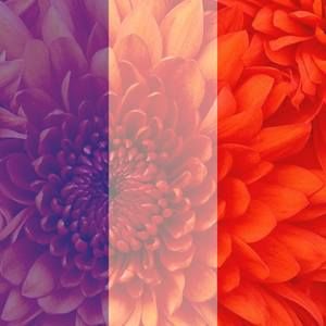 Meet your Posher, Ragini